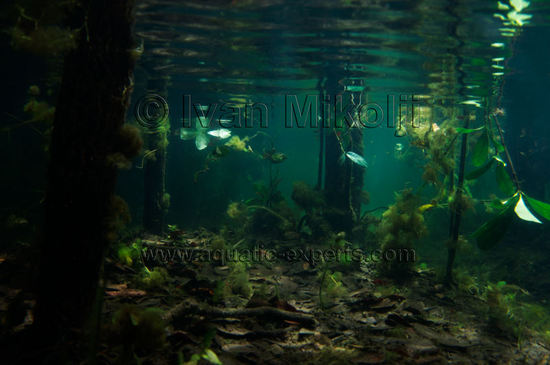 pictures for behind the aquarium